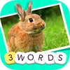 1 Pic 3 Words