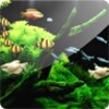 3D Aquarium