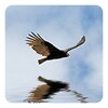 3D Bird Live Wallpaper