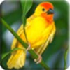 3D Birds