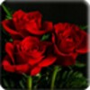 3D Rose Live Wallpaper