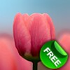 3D Tulip Free