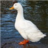 Adorable Ducks Live Wallpaper