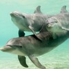 Amazing Dolphins HD
