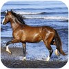 Amazing Horses
