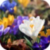 Amazing Spring Flowers