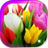 Amazing Tulips Live Wallpaper