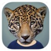 Animal Faces