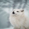 Animal Pictures More Than 400 Pictures 4k