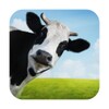 Animal Sounds And Pictures