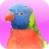 Animal Sounds With Photos