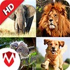 Animal Sounds