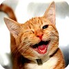 Animal Videos
