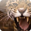 Animal Wallpapers For Chat