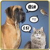 Animals Translator