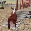 Animals Transporter