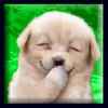 AnimalTest