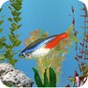 AniPet Freshwater Aquarium (free) Live Wallpaper