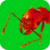 Ants Alive! Wallpaper