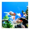 Aquarium HD