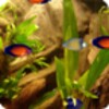 Aquarium LWP