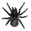 Arachnophobia Free Live Wallpaper