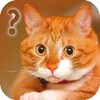 Ask Cat