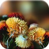 Autumn Flowers Live Wallpaper