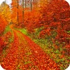 Autumn Landscape Wallpaper