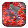 Autumn Rain Live Wallpaper
