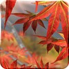 Autumn Tree Free