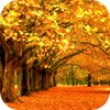 Autumn Wallpaper HD