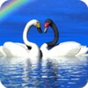 Beautiful Birds Wallpapers