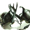 Beetle Wars