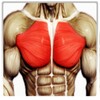 Best Chest Workout