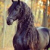 BigHorses