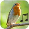 Bird Calls And Sounds