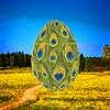 Bird Eggs