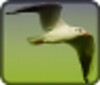 Bird Songs