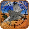 Birds Hunter In Desert
