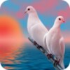 Birds Wallpapers HD