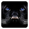 Black Panther Live Wallpaper