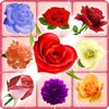 Blossom Heroes Blast