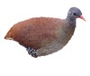 BOA VISTA CHAMAS