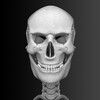Bones Human 3D (anatomy)