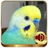 Budgerigar Ringtones
