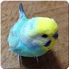 Budgerigar Sounds