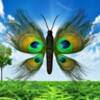 Butterfly Peacock