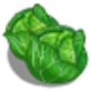Cabbage