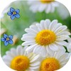 Camomiles Wallpaper HD